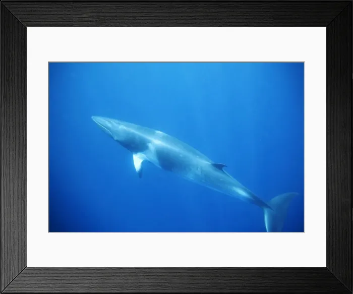 Framed Print : Minke whale: Dwarf Minke subspecies. Photographed along the Great Barrier Reef - Australia Framed Print : Minke whale: Dwarf Minke subspecies. Photographed along the Great Barrier Reef - Australia