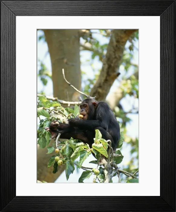 Framed Print : Chimpanzee Eating figs, Mahale Mountains, Tanzania, Africa Framed Print : Chimpanzee Eating figs, Mahale Mountains, Tanzania, Africa