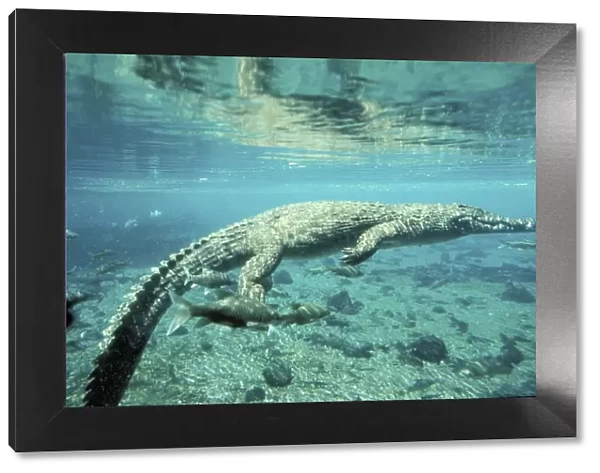 Nile Crocodile Underwater amongst fish Kenya