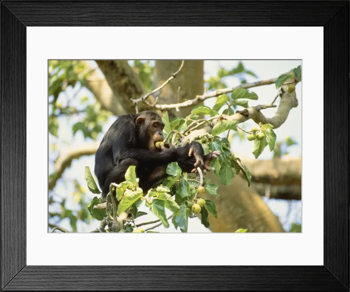 Framed Print : Eastern / Long-haired Chimpanzee Mahale Mountains National Park, Tanzania, Africa Framed Print : Eastern / Long-haired Chimpanzee Mahale Mountains National Park, Tanzania, Africa