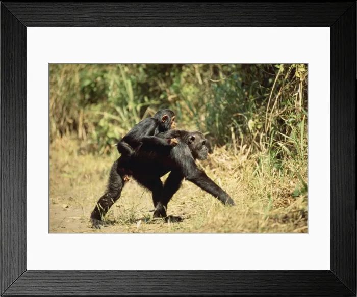 Framed Print : Eastern Long-haired Chimpanzee Mahale Mountains National Park, Tanzania Framed Print : Eastern Long-haired Chimpanzee Mahale Mountains National Park, Tanzania