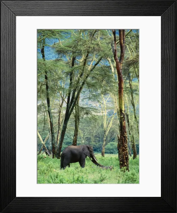 Framed Print : African Elephant Feeding in forest of Acacia xanthophloea, Ngorongoro Crater, Tanzania, Africa Framed Print : African Elephant Feeding in forest of Acacia xanthophloea, Ngorongoro Crater, Tanzania, Africa