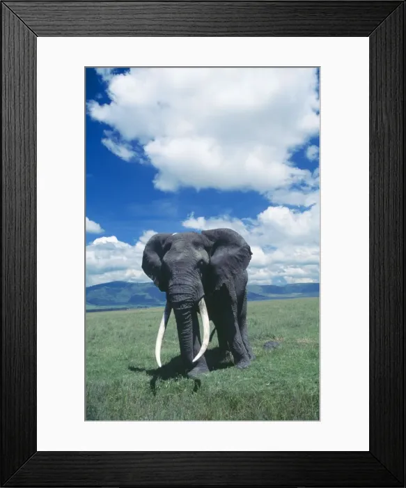 Framed Print : African Elephant - Old male. Ngorongoro Crater, Tanzania Framed Print : African Elephant - Old male. Ngorongoro Crater, Tanzania
