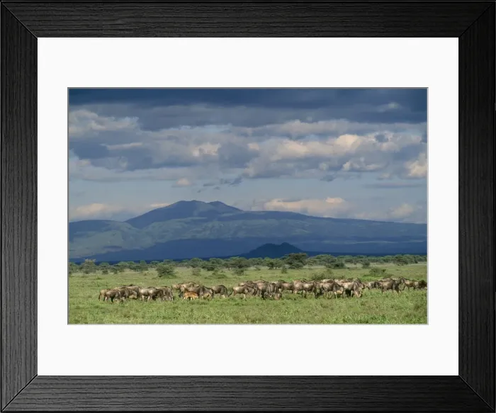 Framed Print : Wildebeest Serengeti National Park, Tanzania, Africa Framed Print : Wildebeest Serengeti National Park, Tanzania, Africa