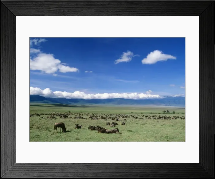 Framed Print : Wildebeest Great Rift Valley, Ngorongoro Crater, Tanzania, Africa Framed Print : Wildebeest Great Rift Valley, Ngorongoro Crater, Tanzania, Africa