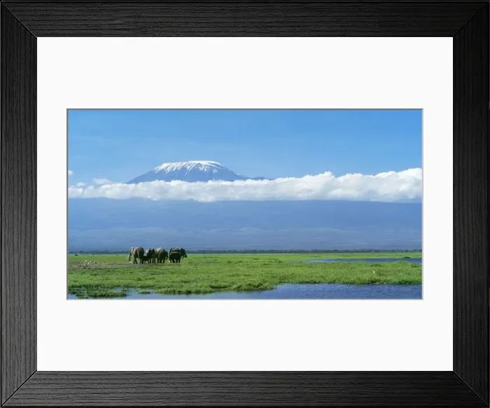 Framed Print : African Elephant - females & calves, Kilimanjaro in background. Amboseli National Park, Kenya, Africa Framed Print : African Elephant - females & calves, Kilimanjaro in background. Amboseli National Park, Kenya, Africa