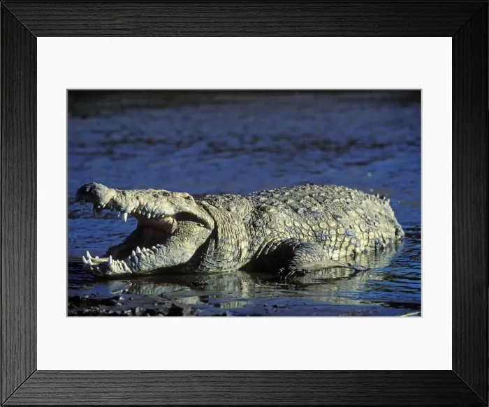 Framed Print : Nile Crocodile - resting in water with mouth open Framed Print : Nile Crocodile - resting in water with mouth open