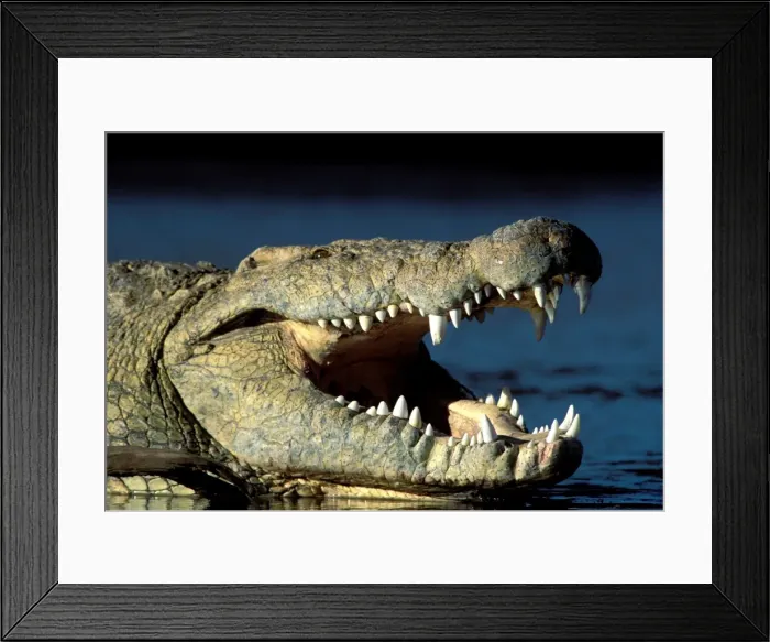 Framed Print : Nile Crocdile With mouth open Framed Print : Nile Crocdile With mouth open