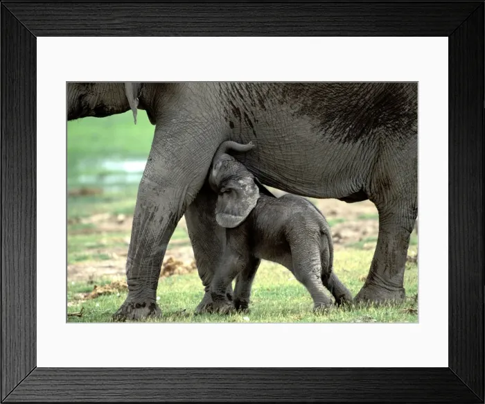 Framed Print : African Elephant - With calf feeding Amboseli, Kenya, Africa Framed Print : African Elephant - With calf feeding Amboseli, Kenya, Africa