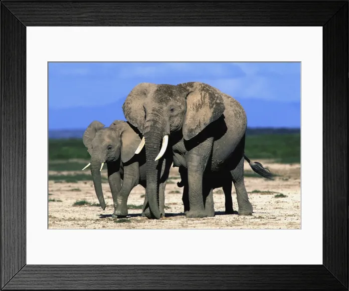 Framed Print : African Elephant With young Amboseli, Kenya Framed Print : African Elephant With young Amboseli, Kenya