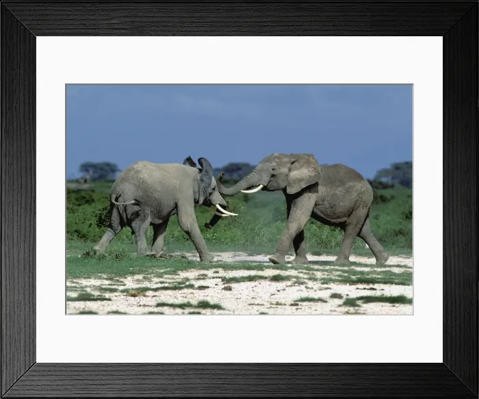 Framed Print : African Elephants Amboseli, Kenya, Africa Framed Print : African Elephants Amboseli, Kenya, Africa