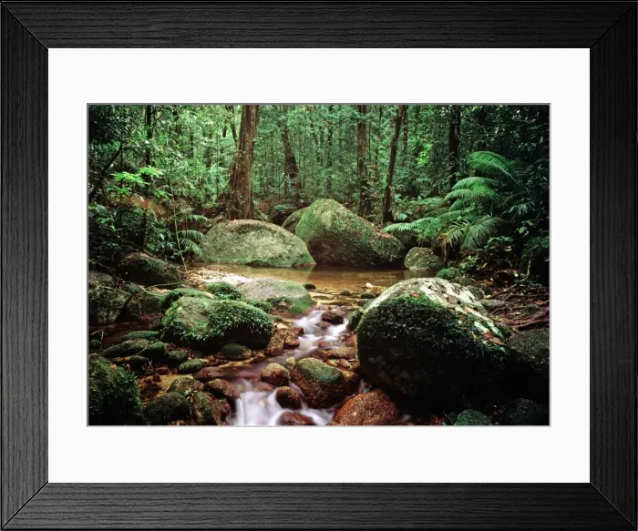 Framed Print : Tropical Rainforest - Queensland, Australia Framed Print : Tropical Rainforest - Queensland, Australia