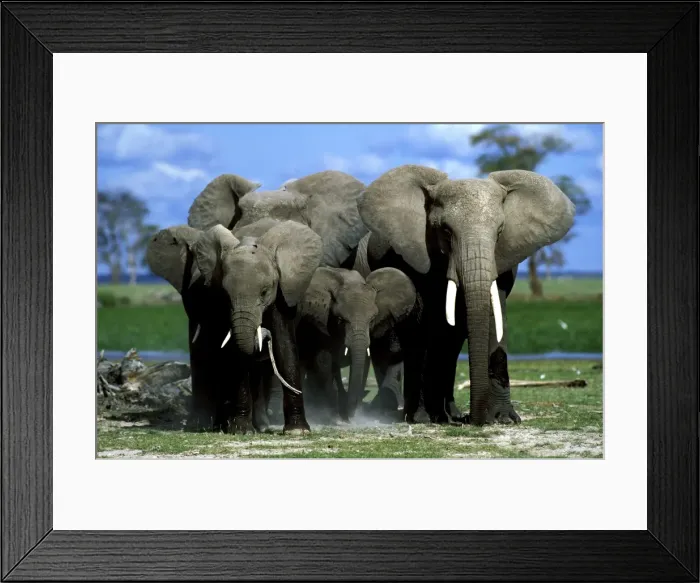 Framed Print : Elephant herd. Aboseli National Park - Kenya - Africa Framed Print : Elephant herd. Aboseli National Park - Kenya - Africa
