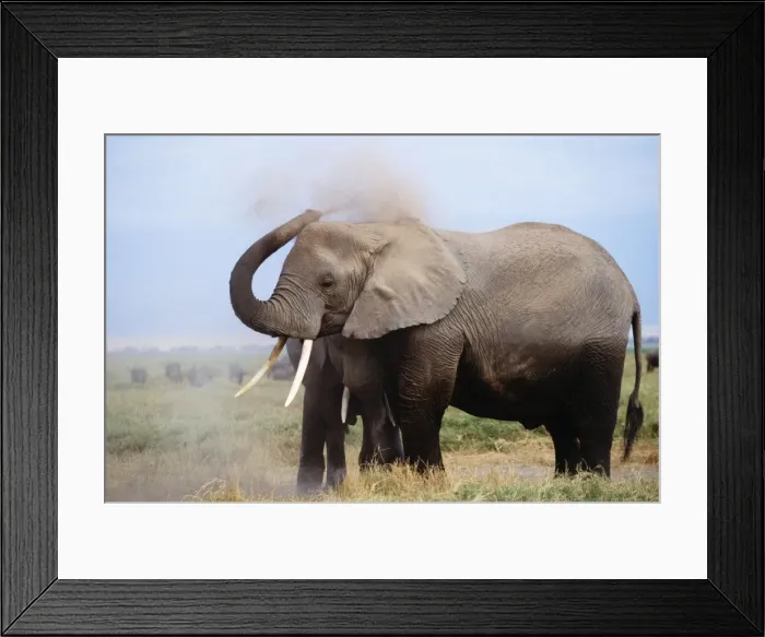 Framed Print : African Elephant - dust bathing Framed Print : African Elephant - dust bathing