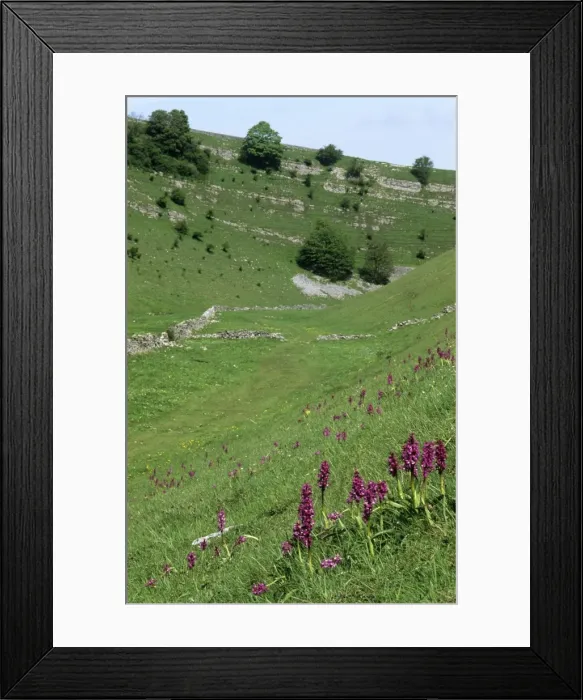 Framed Print : UK Cressbrook Dale, Derbyshire Framed Print : UK Cressbrook Dale, Derbyshire