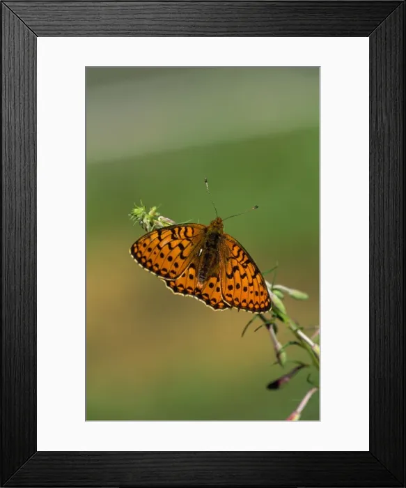 Framed Print : Dark Green Fritillary Framed Print : Dark Green Fritillary