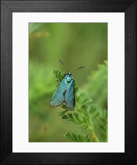 Framed Print : Forester Moth Europe