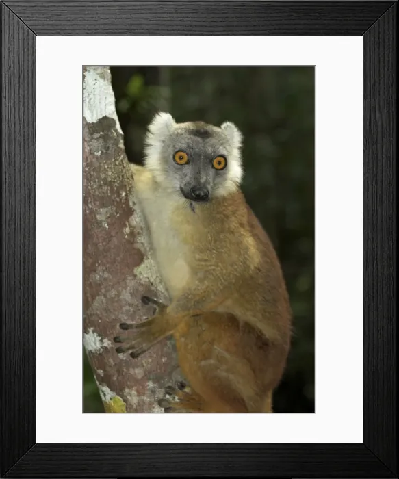 Framed Print : Brown Lemur - Climbing tree. Madagascar Framed Print : Brown Lemur - Climbing tree. Madagascar