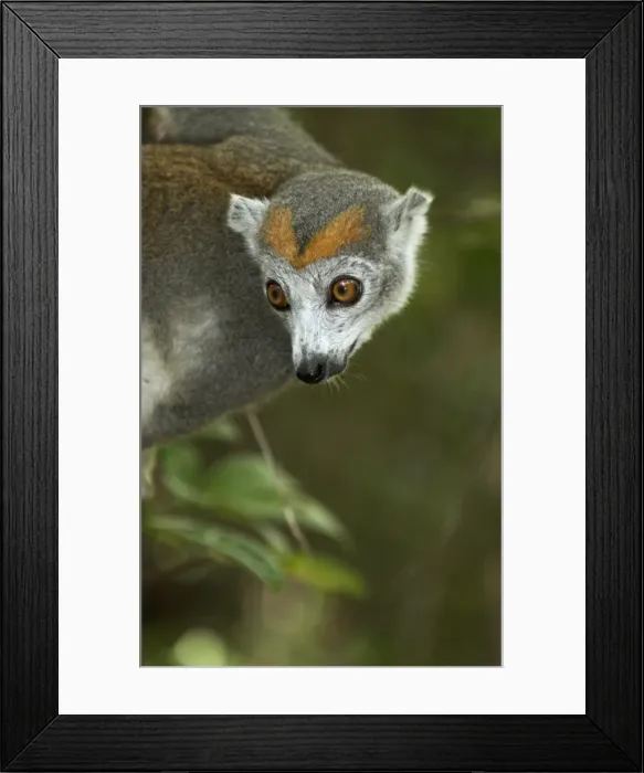 Framed Print : Crowned Lemur. Female Madagascar Framed Print : Crowned Lemur. Female Madagascar
