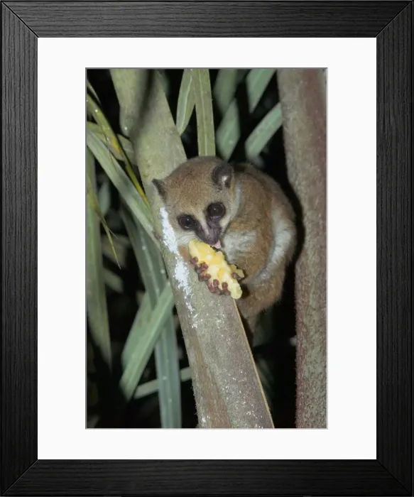 Framed Print : Furry-eared Dwarf Lemur. Attracted to bait, banana Madagascar Framed Print : Furry-eared Dwarf Lemur. Attracted to bait, banana Madagascar