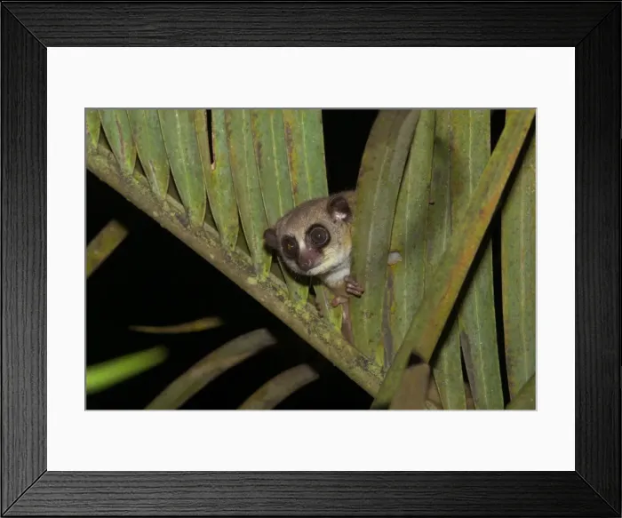 Framed Print : Furry-eared Dwarf Lemur - Looking through leaves Madagascar Framed Print : Furry-eared Dwarf Lemur - Looking through leaves Madagascar