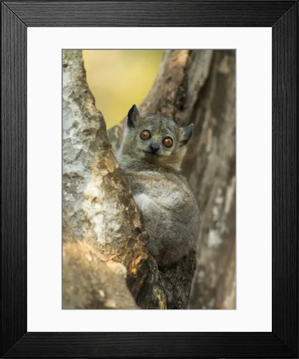 Framed Print : White-footed Sportive Lemur - In tree Berenty. Madagascar Framed Print : White-footed Sportive Lemur - In tree Berenty. Madagascar