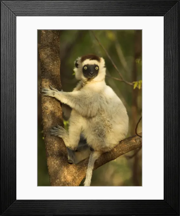 Framed Print : Verreaux's Sifaka. In tree Berenty, Madagascar