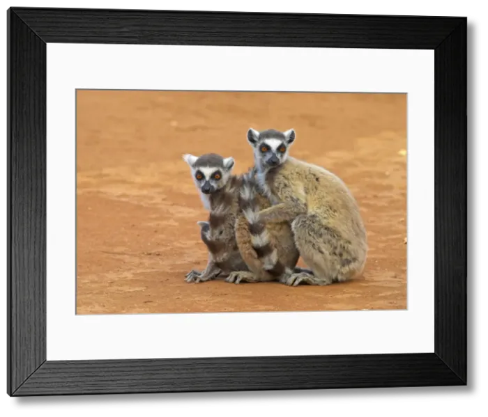 Framed Print : Ring-tailed Lemurs sitting down together Berenty. Madagascar Framed Print : Ring-tailed Lemurs sitting down together Berenty. Madagascar