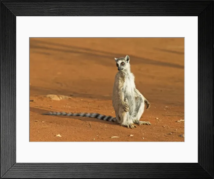 Framed Print : Ring-tailed Lemur Berenty. Madagascar Framed Print : Ring-tailed Lemur Berenty. Madagascar
