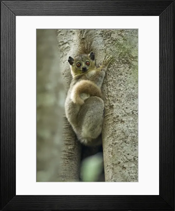 Framed Print : White-footed Sportive Lemur - Climbing tree Berenty. Madagascar Framed Print : White-footed Sportive Lemur - Climbing tree Berenty. Madagascar