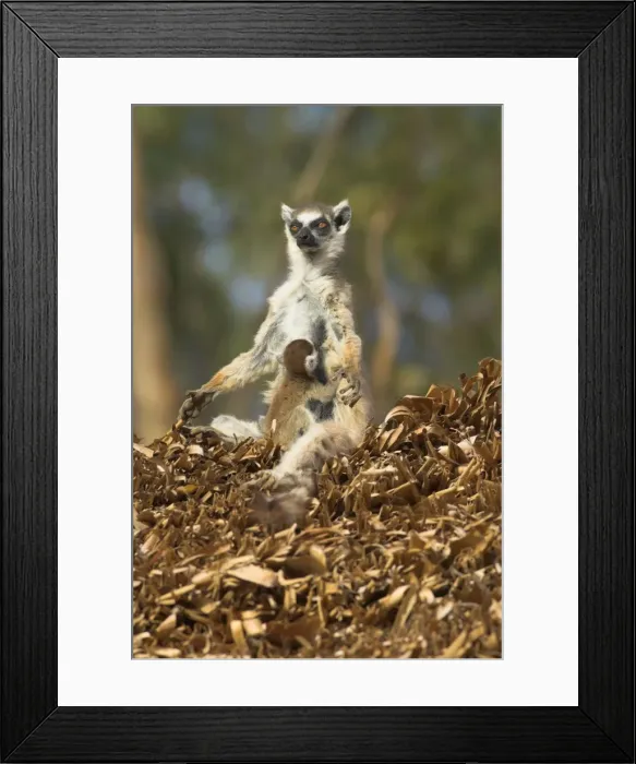Framed Print : Ring-tailed Lemur - Female with young suckling and sunbathing. Berenty. Madagascar Framed Print : Ring-tailed Lemur - Female with young suckling and sunbathing. Berenty. Madagascar