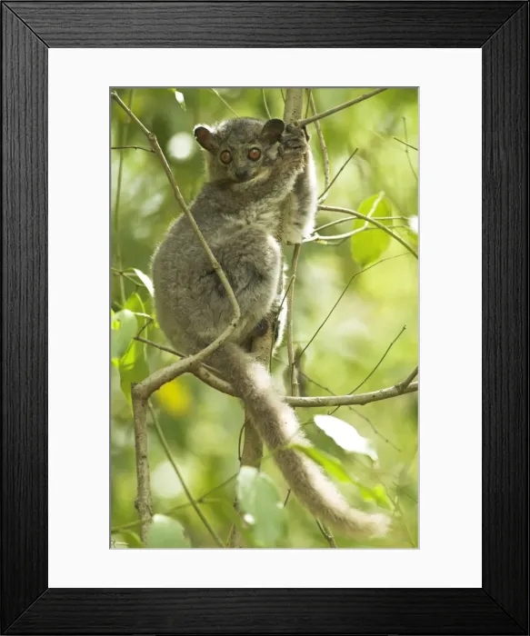 Framed Print : White-footed Sportive Lemur - In tree Berenty. Madagascar Framed Print : White-footed Sportive Lemur - In tree Berenty. Madagascar