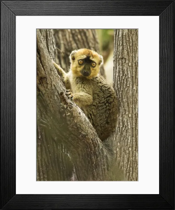 Framed Print : Red-fronted Brown Lemur - In tree Berenty. Madagascar Framed Print : Red-fronted Brown Lemur - In tree Berenty. Madagascar