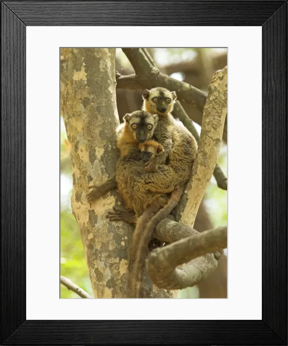 Framed Print : Red-fronted Brown Lemur - Family in tree Berenty. Madagascar Framed Print : Red-fronted Brown Lemur - Family in tree Berenty. Madagascar