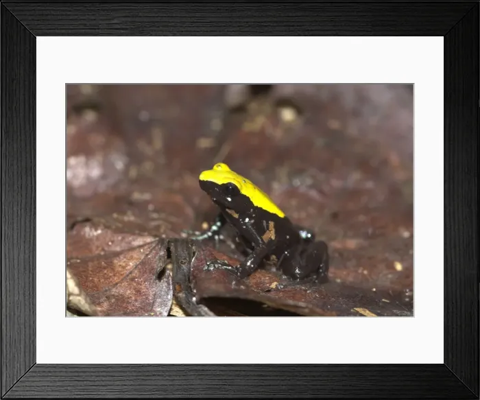 Framed Print : Green Climbing Mantella - Endemic Nosy Mangabe Madagascar Framed Print : Green Climbing Mantella - Endemic Nosy Mangabe Madagascar