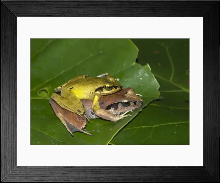 Framed Print : Madagascar Jumping Frog - pair mating. Endemic. Madagascar Framed Print : Madagascar Jumping Frog - pair mating. Endemic. Madagascar