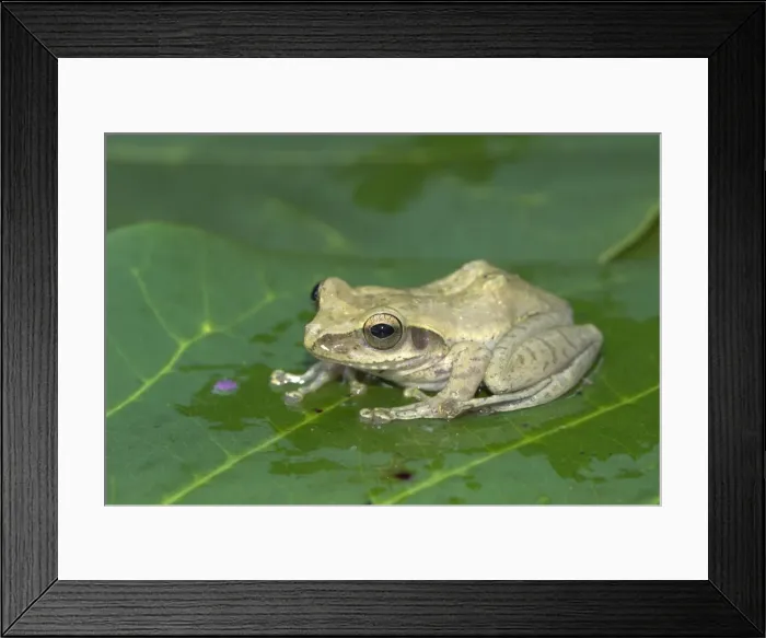 Framed Print : Mantidactylus Tornieri - Endemic Madagascar Framed Print : Mantidactylus Tornieri - Endemic Madagascar