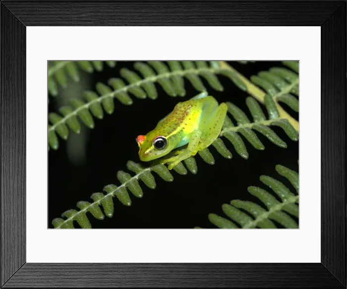 Framed Print : Red-backed Tree Frog - endemic Madagascar Framed Print : Red-backed Tree Frog - endemic Madagascar