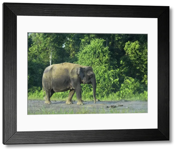 Framed Print : Borneo Pygmy Elephant - endemic Borneo Framed Print : Borneo Pygmy Elephant - endemic Borneo