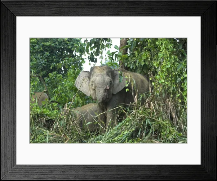 Framed Print : Borneo Pygmy Elephants - endemic. Feeding at the waters edge. Borneo Framed Print : Borneo Pygmy Elephants - endemic. Feeding at the waters edge. Borneo