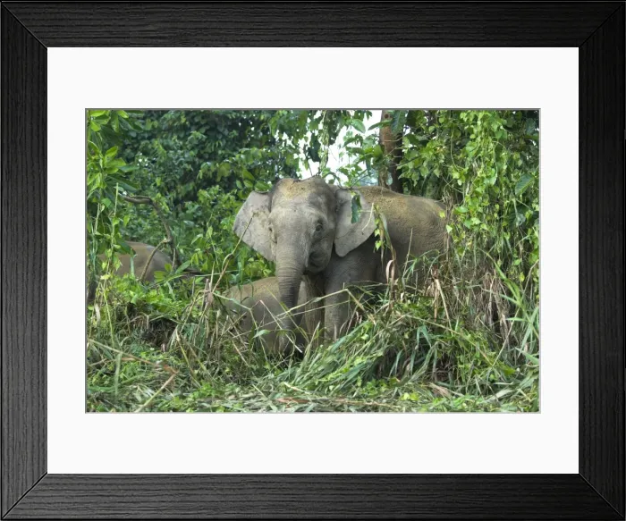 Framed Print : Borneo Pygmy Elephants - endemic. Feeding at the waters edge. Borneo Framed Print : Borneo Pygmy Elephants - endemic. Feeding at the waters edge. Borneo