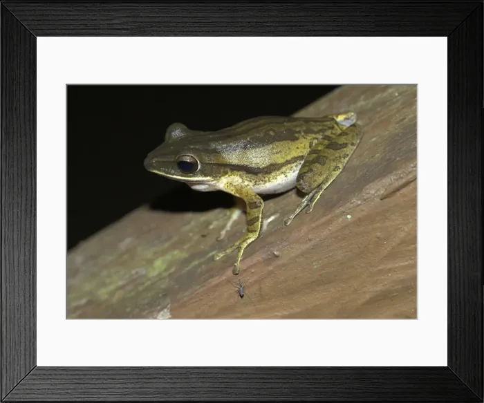 Framed Print : Four-lined Tree Frog Borneo Framed Print : Four-lined Tree Frog Borneo