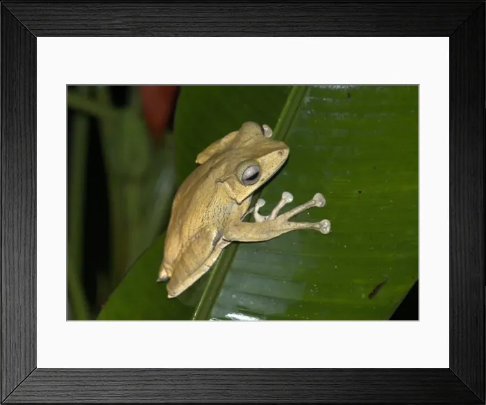 Framed Print : File-eared Tree Frog Borneo Framed Print : File-eared Tree Frog Borneo