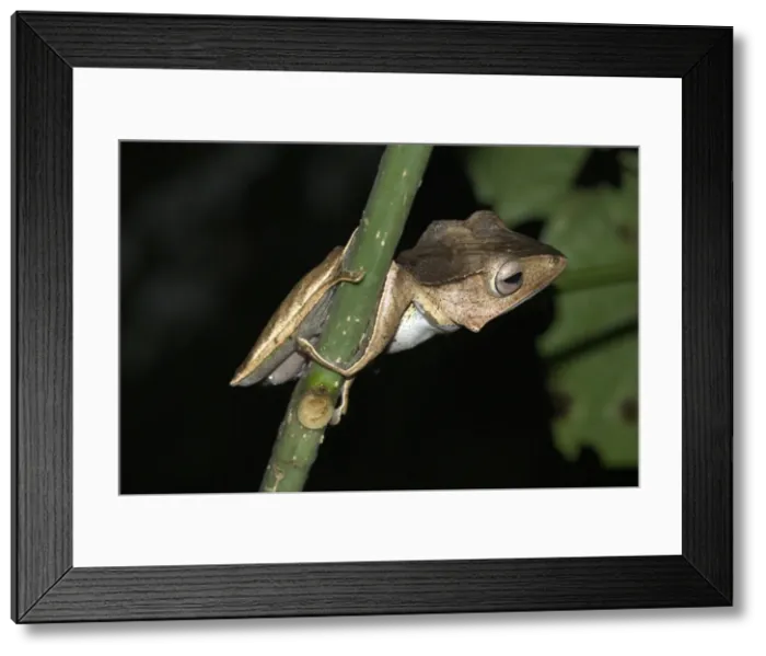 Framed Print : File-eared Tree Frog Borneo Framed Print : File-eared Tree Frog Borneo