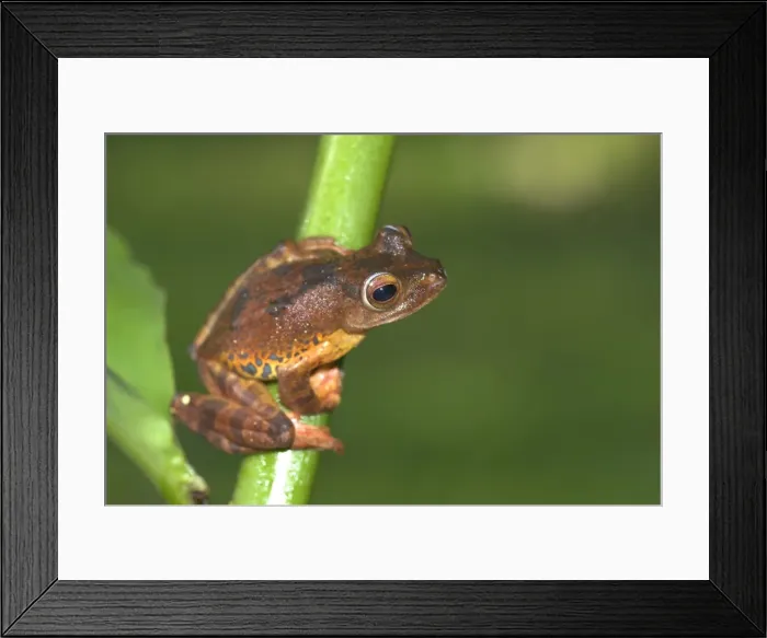 Framed Print : Harlequin Tree Frog Borneo Framed Print : Harlequin Tree Frog Borneo