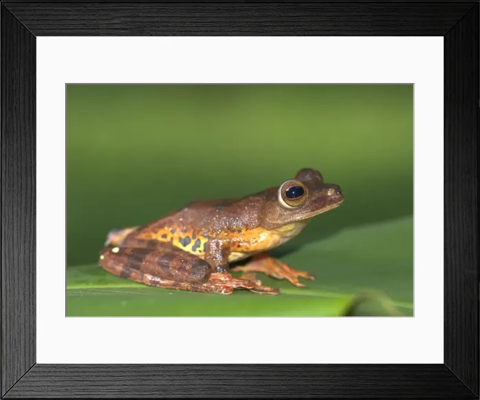 Framed Print : Harlequin Tree Frog Borneo Framed Print : Harlequin Tree Frog Borneo