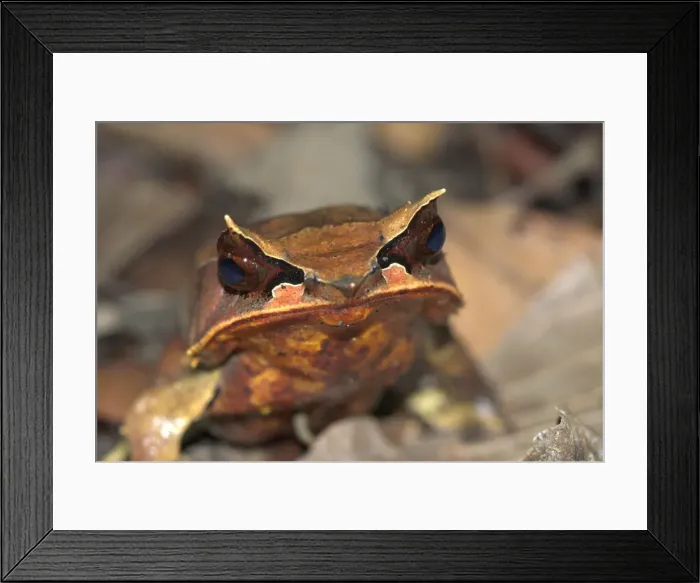 Framed Print : Bornean Horned Frog Borneo Framed Print : Bornean Horned Frog Borneo