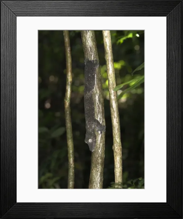 Framed Print : Leaf-tailed gecko - On tree. Nosy Mangabe, Madagascar Framed Print : Leaf-tailed gecko - On tree. Nosy Mangabe, Madagascar