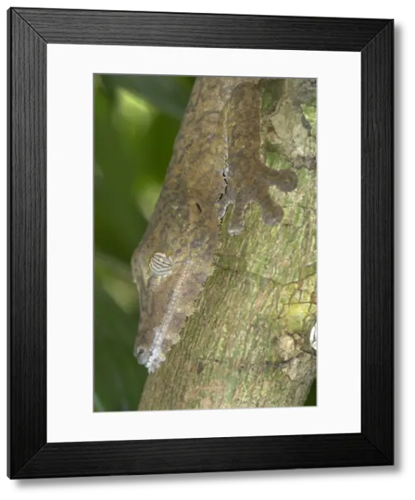 Framed Print : Leaf-tailed gecko, close up of head on tree. Nosy Mangabe Framed Print : Leaf-tailed gecko, close up of head on tree. Nosy Mangabe