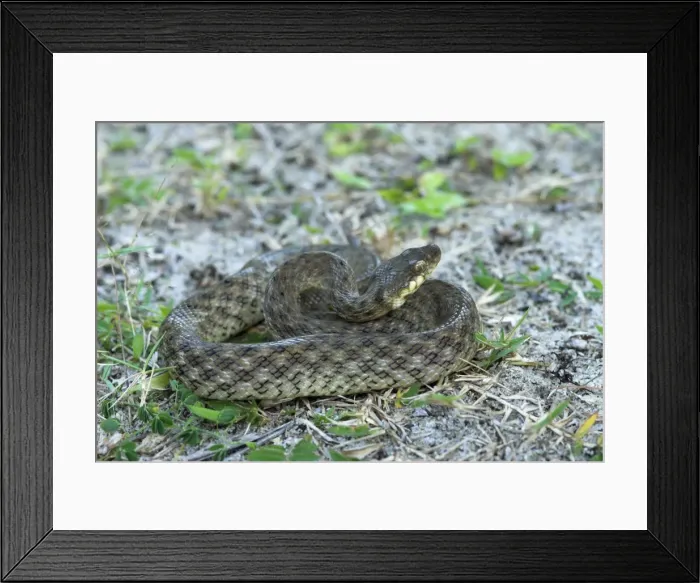 Framed Print : Night / Malagasy cat-eyed snake. North west Madagascar Framed Print : Night / Malagasy cat-eyed snake. North west Madagascar